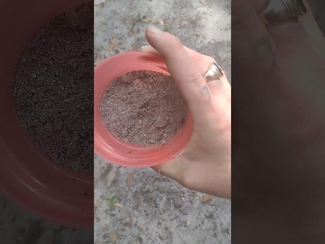 How to use wood ash in your gardens the right way the first time it doubles as a pest deterrent