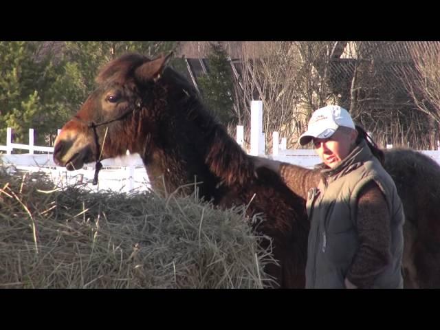 Как завоевать к себе расположение жеребенка