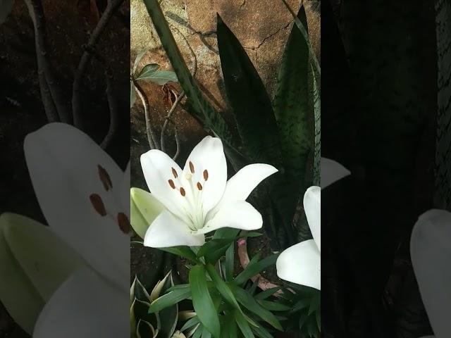 lilium longiflorum || Lilium Lily || Expensive Flower || Unseen Odisha