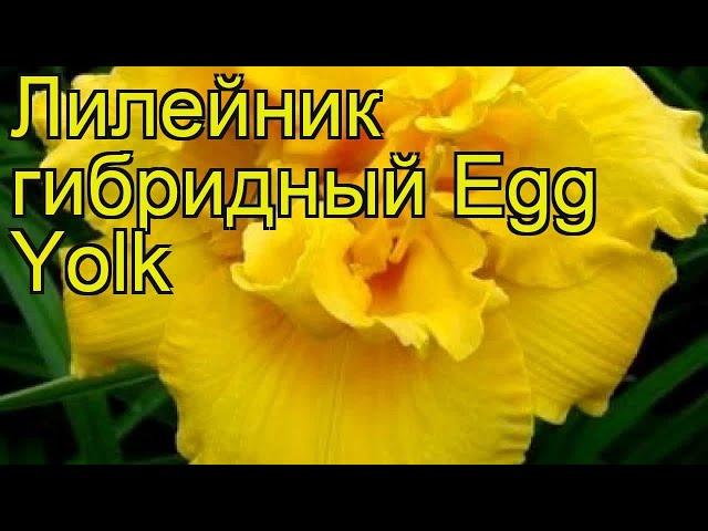 Лилейник гибридный Эгг Йёлк. Краткий обзор, описание характеристик hemerocallis Egg Yolk