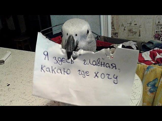 ЭВРИКА ГОВОРЯЩИЙ ПОПУГАЙ БЕЗ СУБТИТРОВ / ПАПУГА ЕВРІКА 7.12.2024