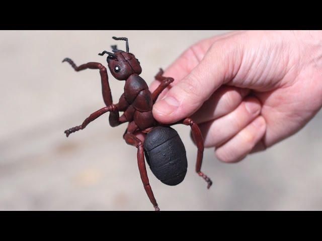 HUGE VENOMOUS ANT!