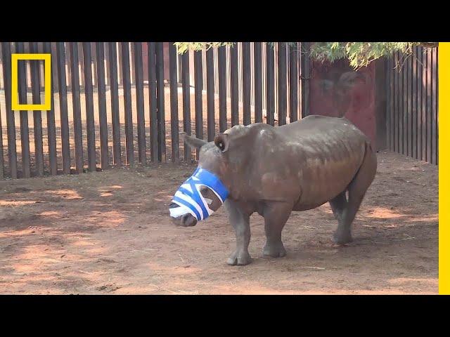 North Korea Diplomats Accused of Smuggling Ivory and Rhino Horn | National Geographic