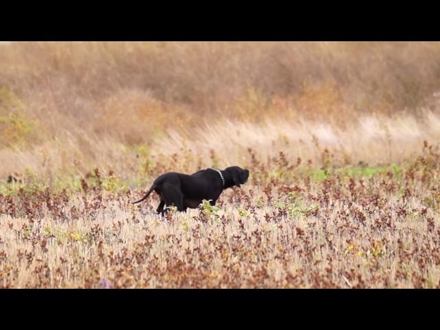 Black Pointer. Чёрный пойнтер Лакки