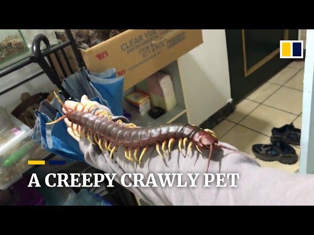 Is this giant centipede the most horrific pet possible?