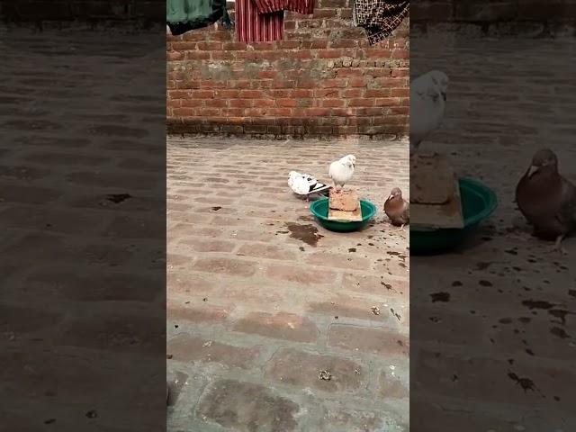 Check Kar || RK Pigeon Masti #shorts #trending #viral #pigeonmasti #video #trend #kabutar #youtube
