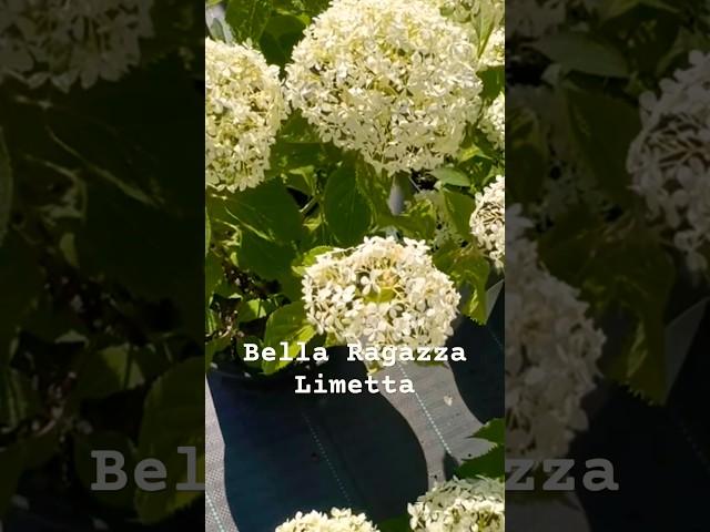 #bella#ragazza#limetta #hydrangea#hortensia#гортензия#garden#гортензія#flowers#jardin##arboresсеns