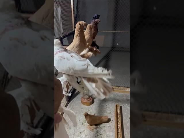 #uzbekistan #russia #qirgizston #turkestan #pigeon #tauben #golubi #golub #kabootar #qushlar #reels