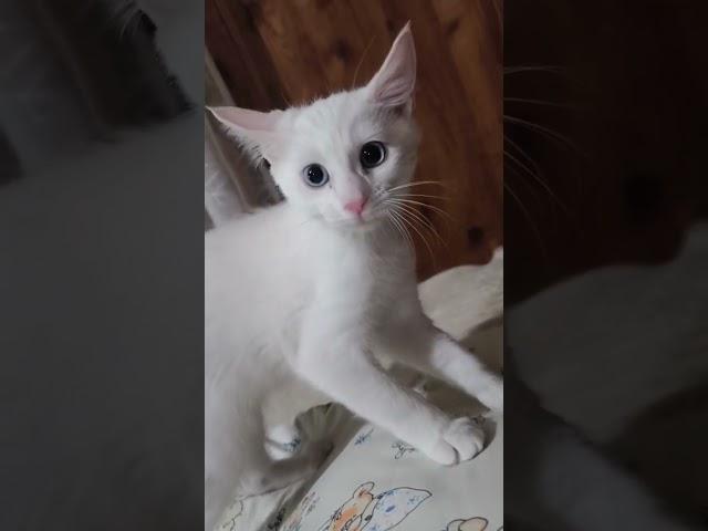 Маленькие котики  #котэ