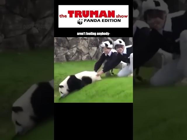 The Truman Show: Panda Edition  Source: Japan's Adventure World Park #trumanshow #panda #shorts