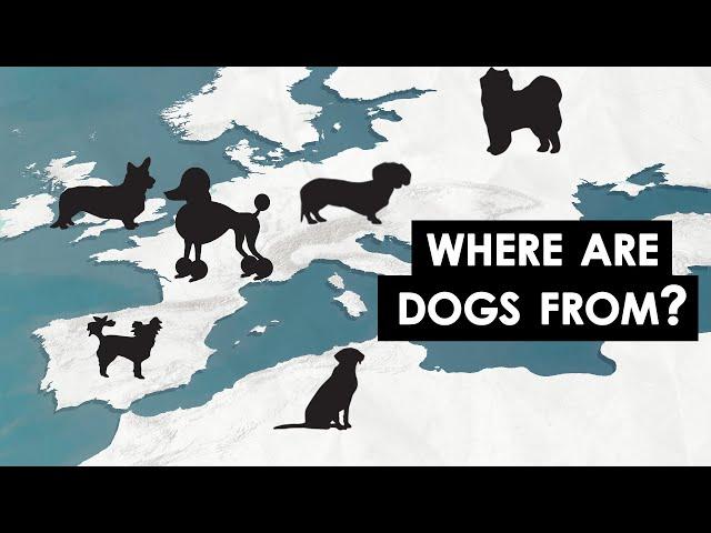 Where Every Dog Breed Came From