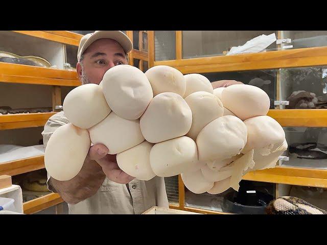 MOTHERLOAD of GIANT SNAKE EGGS  