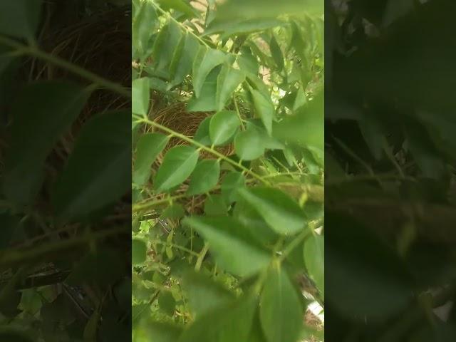#nature #shortvideo #youtuber #viral #nest with no eggs