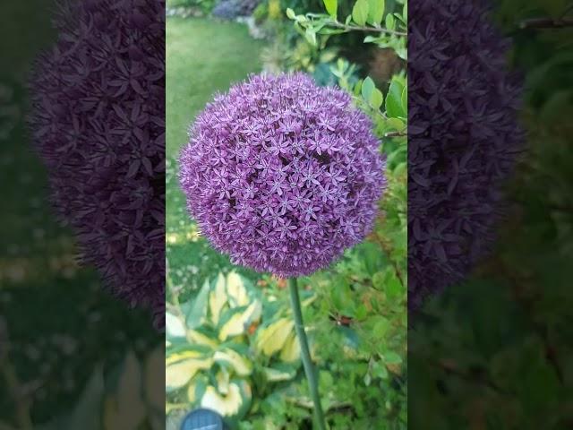 Лук афлатунский # Allium aflatunense# Яркий акцент в саду 