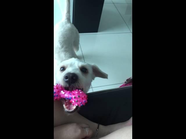 cute dog trying to get attention