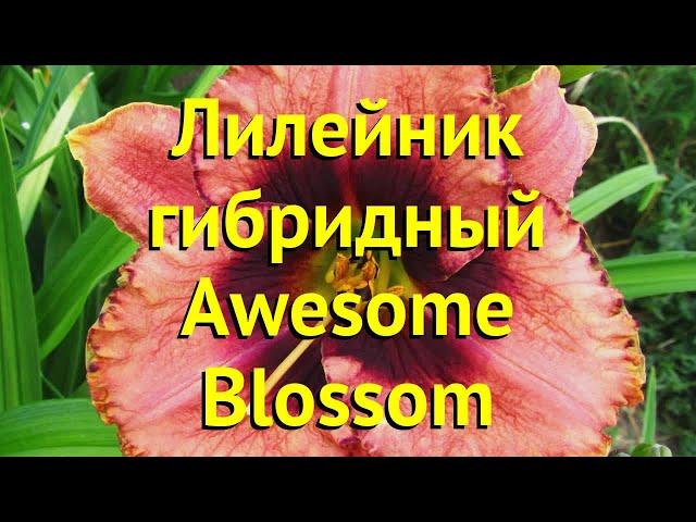 Лилейник гибридный Овесом Блоссом. Краткий обзор, описание hemerocallis Awesome Blossom