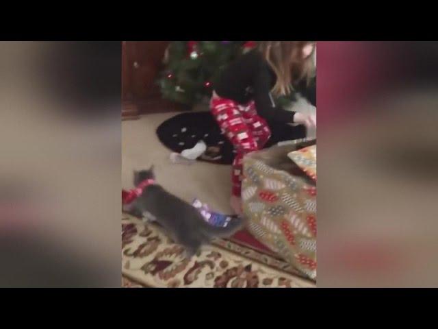 Kitten Jumps Out Of Gift Box Before Confused Little Girl Sees It