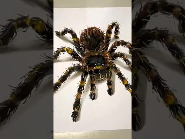️️ Desenhando Aranha 3D