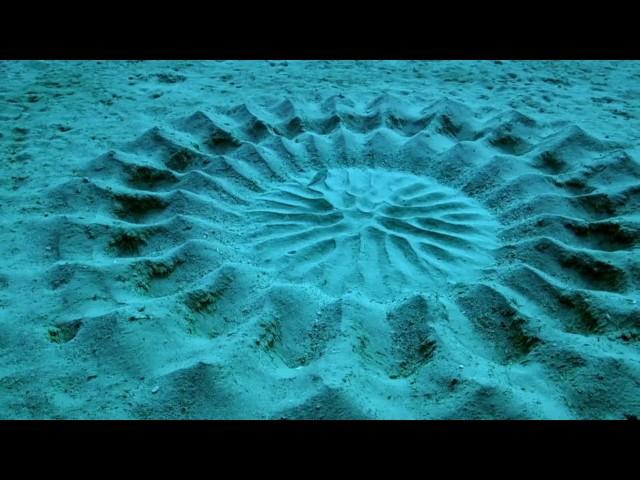 Puffer Fish Creates This Blue Water Art  ~: }