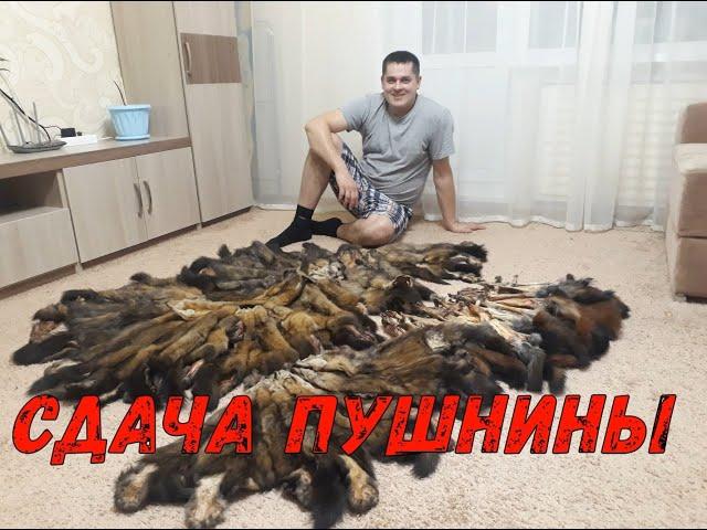 Готовлюсь к сдаче соболей и белок