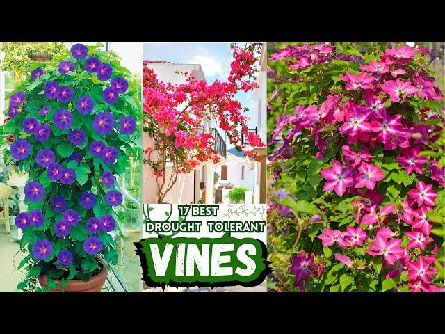 17 Beautiful Climbing Plants | Best Drought-Tolerant Vines | Low Maintanance Vines