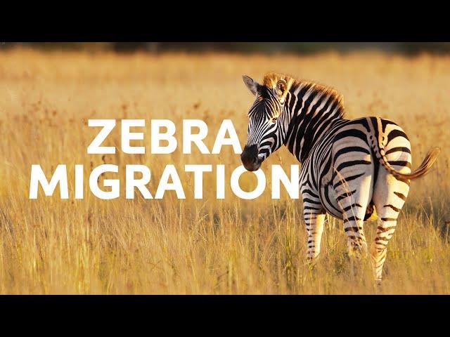 One Zebra's Battle For Survival During The Great Migration | Punda The Zebra Documentary