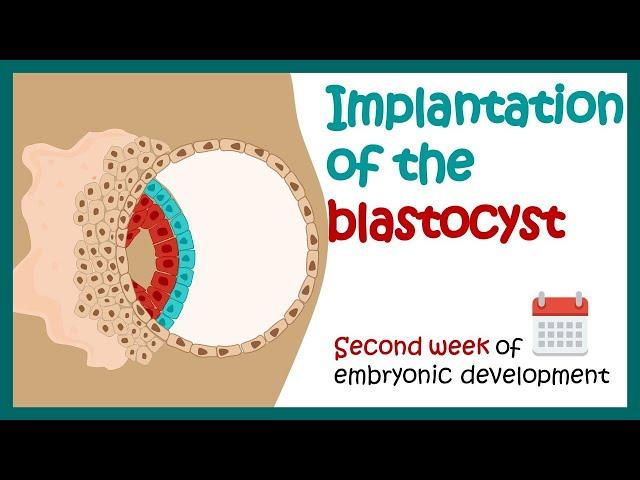 Implantation of the blastocyst | Week 2 of embryonic development |  Developmental biology