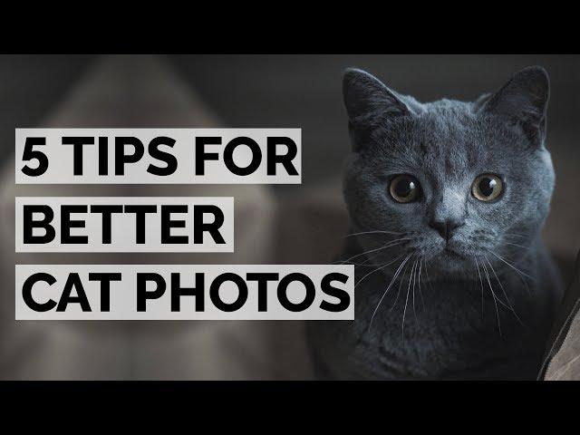 CAT PHOTOGRAPHY 101