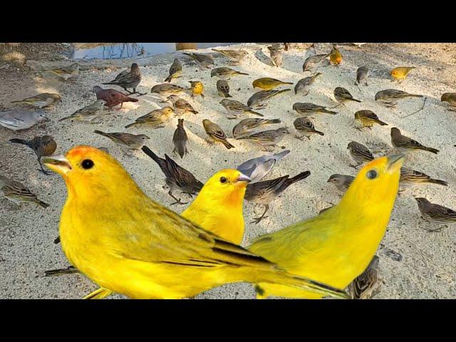 rolinhas caldo de feijão e canário da terra