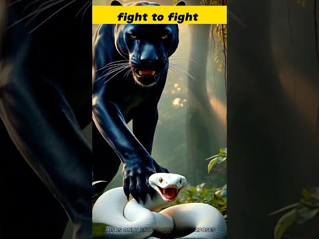 black panther versus snake #usa #wildlife #uk #animals #usatrending