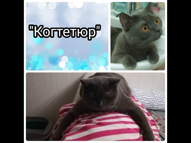 Кошачий маникюр/милый котик