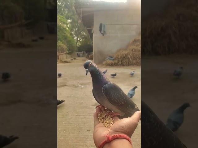 #viral #shorts #kabutar #pigeon #birdslover #birds #xyz birds lover #kabutar ki video #viralvideo