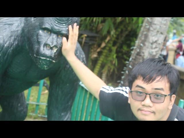 petting a gorilla