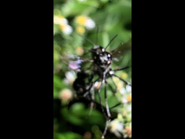 Jealous Wasp Knocks Mating Wasps Out Of The Air #shorts