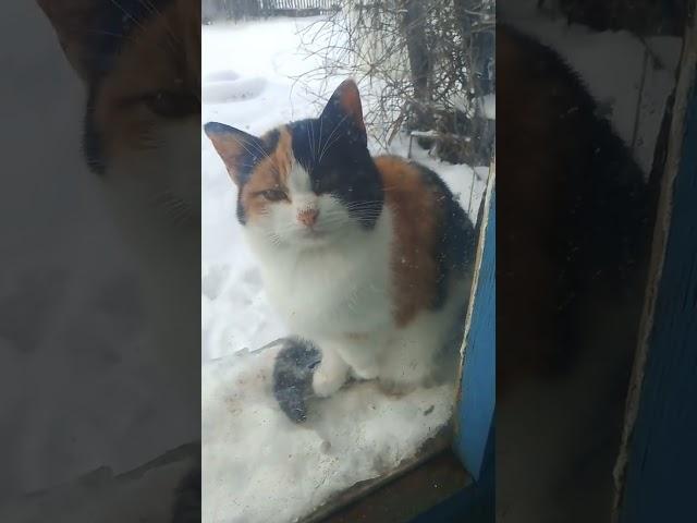 Кошка на окошке