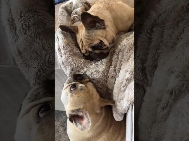 Frenchies Playing Means ATTACK 100 ️ DAMAGE: 0  #dogs #cuteanimals #dog #funnyanimals #pets #cute