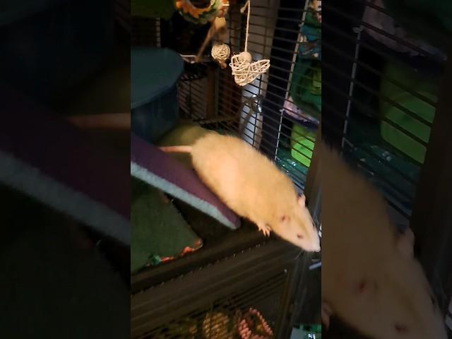 Mr. HONEYBUN #petrats #cute #shorts