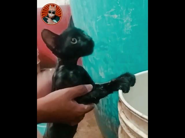 gatito bebe le gusta bañarse con agua fria