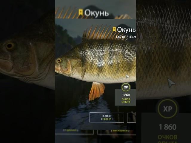 Трофей (р.Белая) Окунь #рр4 #fishing  #рыбалка