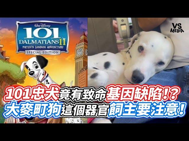 101忠犬竟有致命基因缺陷！？大麥町狗這個器官飼主要注意！｜VS MEDIAｘ@Amazing.Jack.