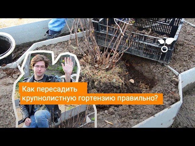 Как пересадить крупнолистную гортензию правильно?