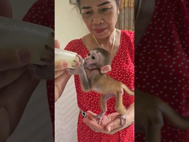 Grandma gives Piku lunch #monkey #cute #animals #trendingshorts #viral #memes #funny #animals #love