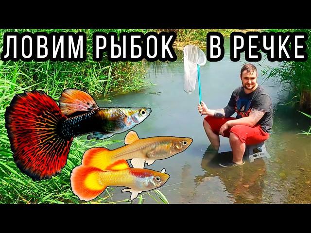 ГуппиБах! Ловим аквариумных рыбок Гуппи в обычной реке! guppy bach