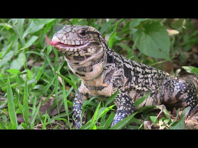 ARGENTINE BLACK and WHITE TAG: a warm-Blooded hand reptile that can dream