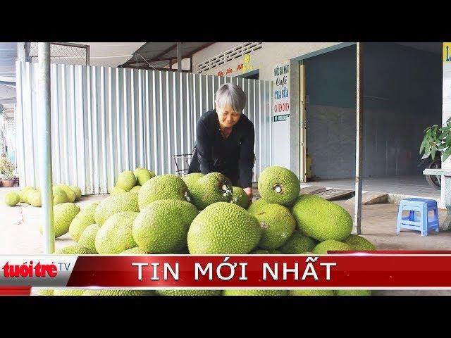  Tin mới nhất | Giá mít Thái ở miền Tây: Từ đỉnh cao rơi xuống “vực sâu”