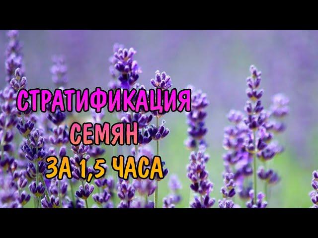 УСКОРЕННАЯ СТРАТИФИКАЦИЯ СЕМЯН. ВЫРАЩИВАНИЕ ЛАВАНДЫ ИЗ СЕМЯН