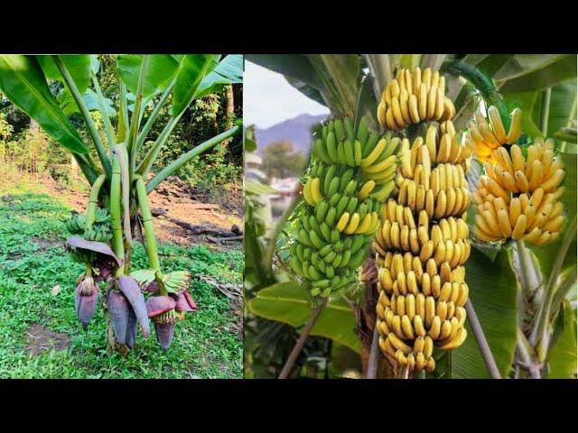 Discovered a special banana planting technique that has multiplied@