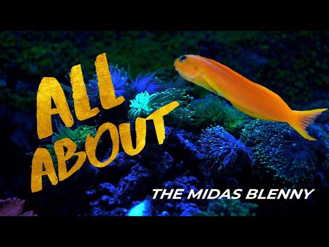 All About The Midas Blenny - EP. 1