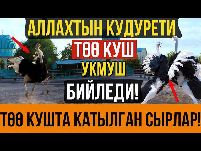 ТӨӨ КУШ  тууралуу сиз билбеген СЫРЛАР І Төө куш УКМУШ бийледи