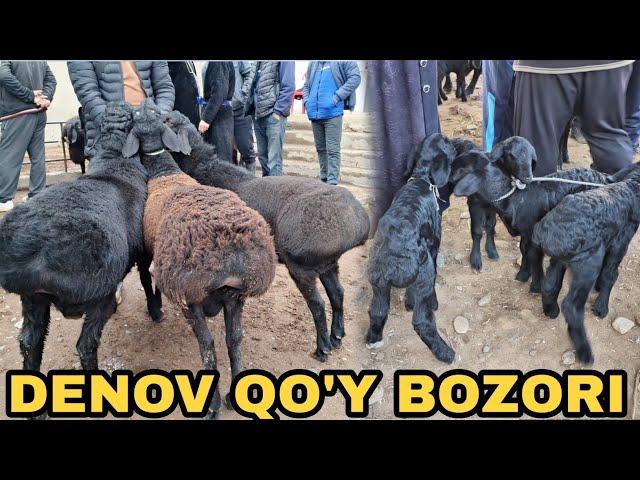 DENOV QO'Y BOZORI NARXLARI QANDAY EKAN